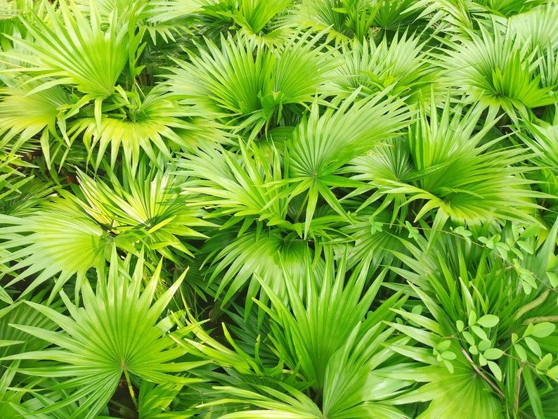 5 GREEN SAW PALMETTO Serenoa Repens American Dwarf Palm Tree Shrub Edible Fruit Sun or Shade Seeds - Image 2