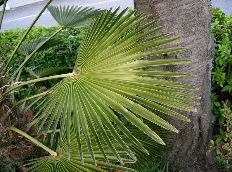 10 WAGNER WINDMILL PALM Dwarf Chusa Trachycarpus Fortunei Wagnerianus Tree Houseplant Seeds - Image 2