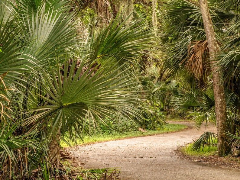 5 GREEN SAW PALMETTO Serenoa Repens American Dwarf Palm Tree Shrub Edible Fruit Sun or Shade Seeds - Image 3