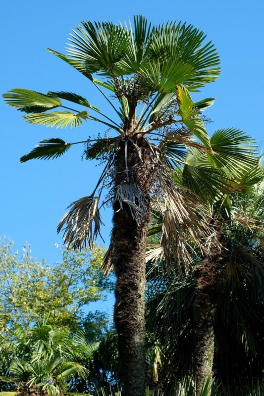 10 WAGNER WINDMILL PALM Dwarf Chusa Trachycarpus Fortunei Wagnerianus Tree Houseplant Seeds - Image 4