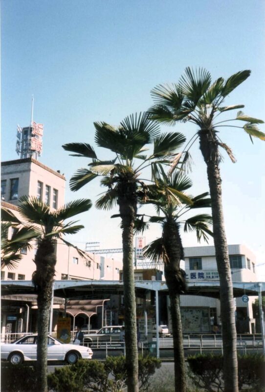 10 WAGNER WINDMILL PALM Dwarf Chusa Trachycarpus Fortunei Wagnerianus Tree Houseplant Seeds - Image 5