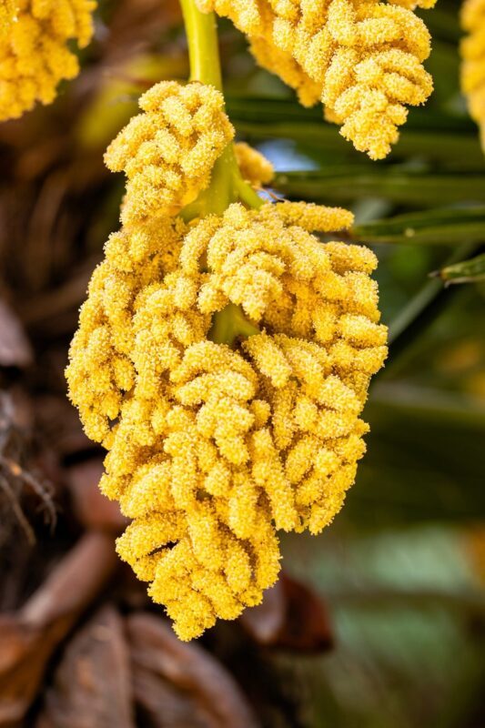 10 WAGNER WINDMILL PALM Dwarf Chusa Trachycarpus Fortunei Wagnerianus Tree Houseplant Seeds - Image 6