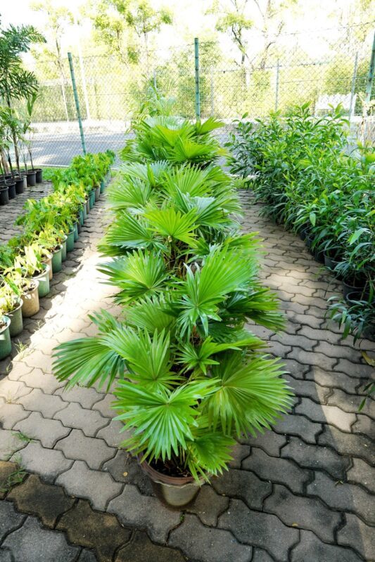 5 GREEN SAW PALMETTO Serenoa Repens American Dwarf Palm Tree Shrub Edible Fruit Sun or Shade Seeds - Image 6