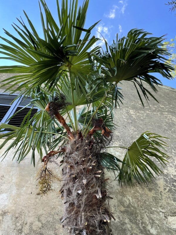 10 WAGNER WINDMILL PALM Dwarf Chusa Trachycarpus Fortunei Wagnerianus Tree Houseplant Seeds - Image 9