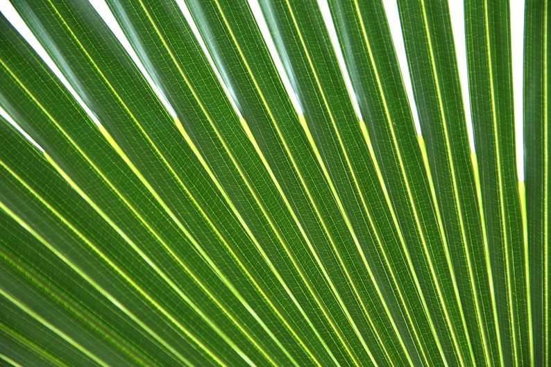 5 GREEN SAW PALMETTO Serenoa Repens American Dwarf Palm Tree Shrub Edible Fruit Sun or Shade Seeds - Image 8