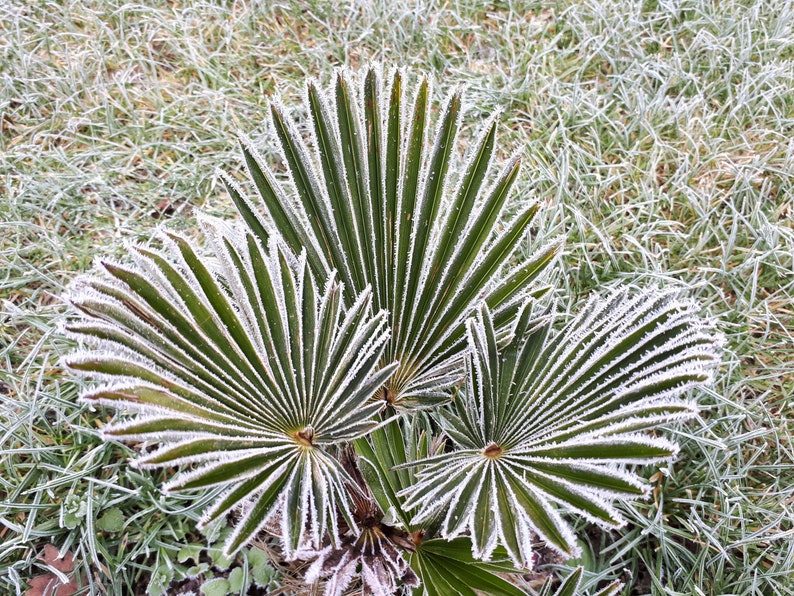 10 WAGNER WINDMILL PALM Dwarf Chusa Trachycarpus Fortunei Wagnerianus Tree Houseplant Seeds - Image 10