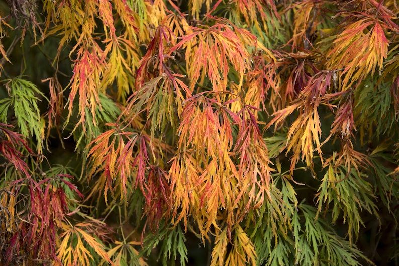 10 WEEPING LACELEAF MAPLE Japanese Acer Palmatum Dissectum Green Yellow Red Tree Seeds - Image 2