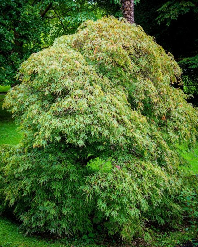 10 WEEPING LACELEAF MAPLE Japanese Acer Palmatum Dissectum Green Yellow Red Tree Seeds - Image 4