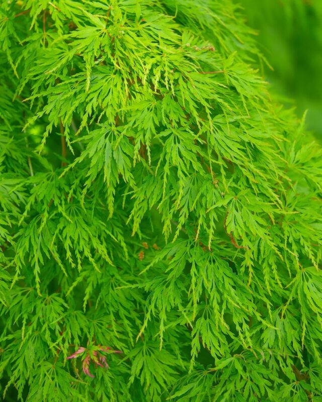 10 WEEPING LACELEAF MAPLE Japanese Acer Palmatum Dissectum Green Yellow Red Tree Seeds - Image 5