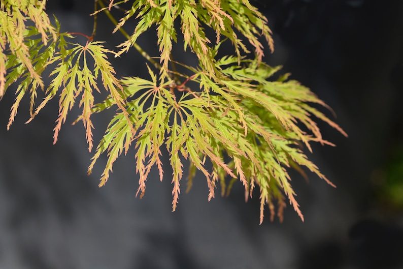 10 WEEPING LACELEAF MAPLE Japanese Acer Palmatum Dissectum Green Yellow Red Tree Seeds - Image 6