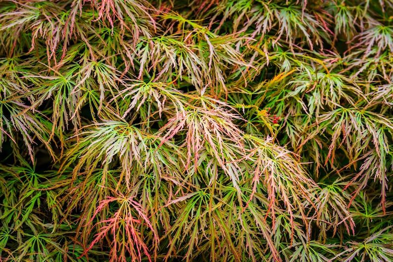 10 WEEPING LACELEAF MAPLE Japanese Acer Palmatum Dissectum Green Yellow Red Tree Seeds - Image 9