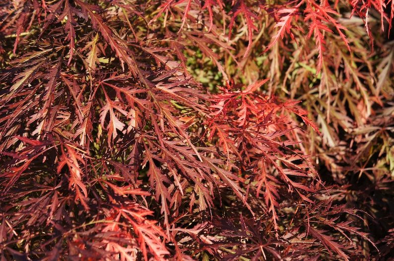 10 WEEPING LACELEAF MAPLE Japanese Acer Palmatum Dissectum Green Yellow Red Tree Seeds - Image 10