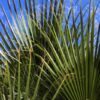 5 GREEN SAW PALMETTO Serenoa Repens American Dwarf Palm Tree Shrub Edible Fruit Sun or Shade Seeds