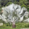 5 SILVER SAW PALMETTO Serenoa Repens American Dwarf Palm Tree Shrub Edible Fruit Sun or Shade Seeds