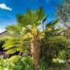 10 WAGNER WINDMILL PALM Dwarf Chusa Trachycarpus Fortunei Wagnerianus Tree Houseplant Seeds