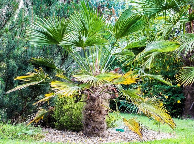 10 WAGNER WINDMILL PALM Dwarf Chusa Trachycarpus Fortunei Wagnerianus Tree Houseplant Seeds - Image 3