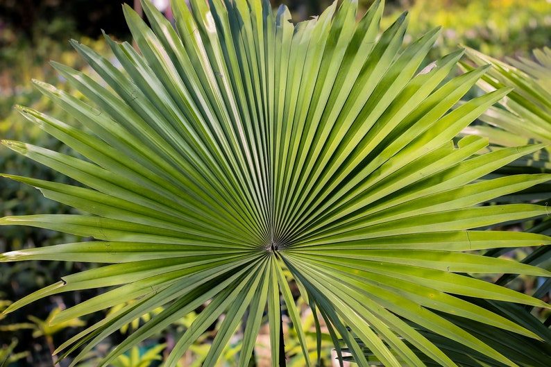 5 GREEN SAW PALMETTO Serenoa Repens American Dwarf Palm Tree Shrub Edible Fruit Sun or Shade Seeds - Image 4