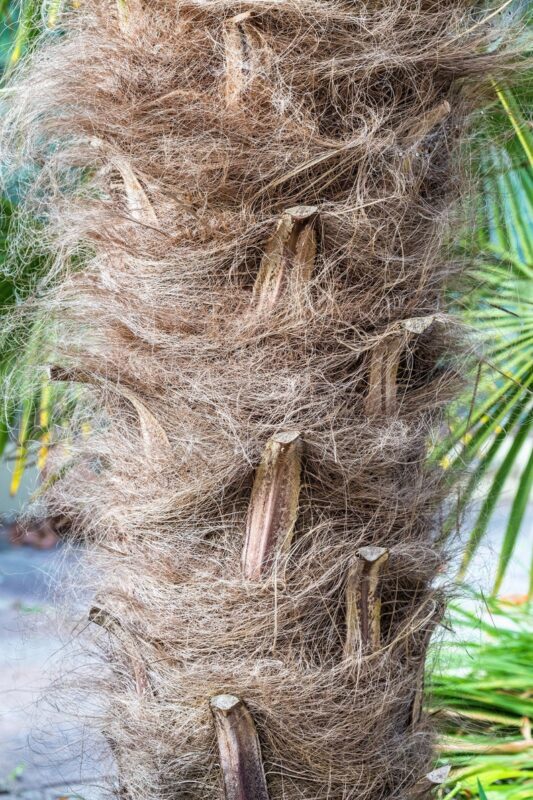 10 WAGNER WINDMILL PALM Dwarf Chusa Trachycarpus Fortunei Wagnerianus Tree Houseplant Seeds - Image 7