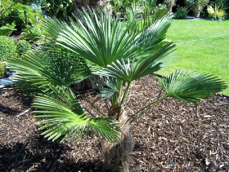 10 WAGNER WINDMILL PALM Dwarf Chusa Trachycarpus Fortunei Wagnerianus Tree Houseplant Seeds - Image 8