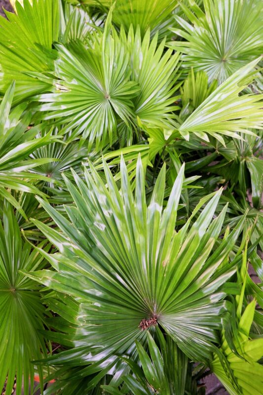5 GREEN SAW PALMETTO Serenoa Repens American Dwarf Palm Tree Shrub Edible Fruit Sun or Shade Seeds - Image 7