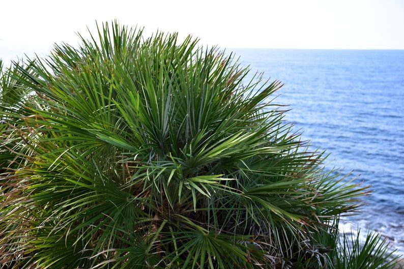 5 GREEN SAW PALMETTO Serenoa Repens American Dwarf Palm Tree Shrub Edible Fruit Sun or Shade Seeds - Image 10