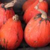 15 LAKOTA SQUASH Cucurbita Maxima Winter Red Orange Green Native Vegetable Seeds