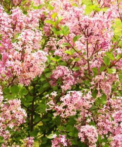 Alternative view of 30 PINK LILAC Hungarian Lilac Tree Shrub Syringa Josikaea Fragrant Flower Seeds