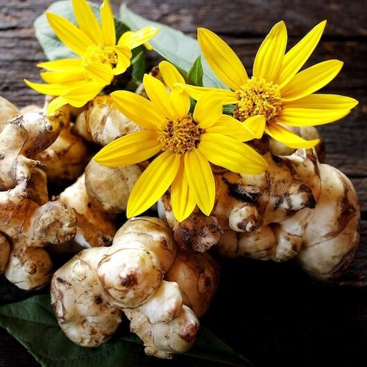 20 Jerusalem Artichoke Seeds