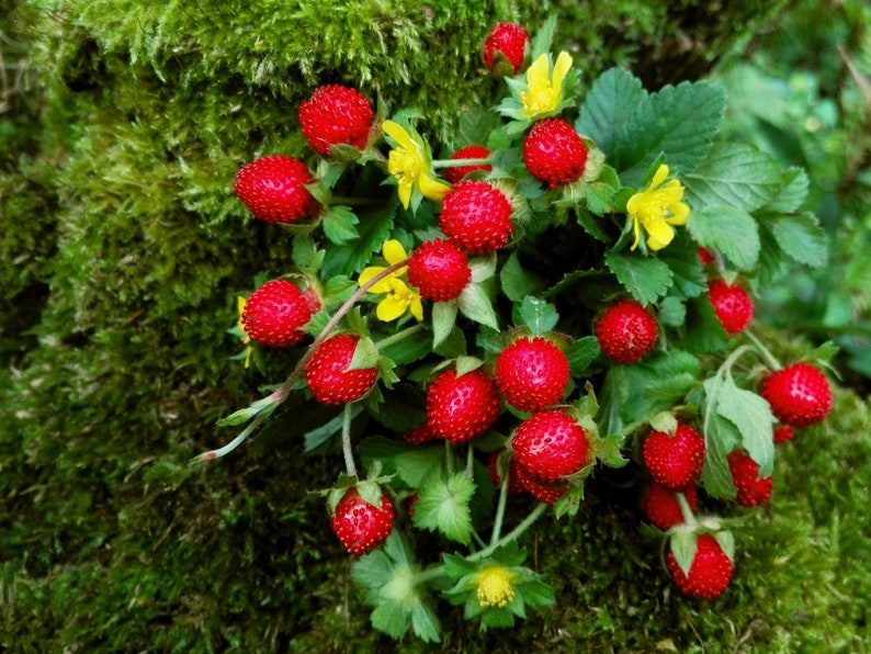 50 Edible Red MOCK STRAWBERRY Potentilla Indica Duchesnea Fruit Berry Seeds Comb S/H