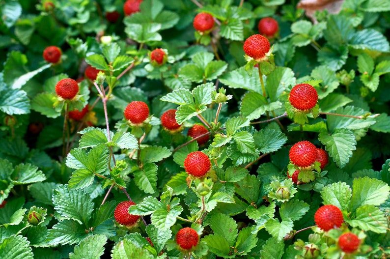 50 Edible Red MOCK STRAWBERRY Potentilla Indica Duchesnea Fruit Berry Seeds Comb S/H - Image 2