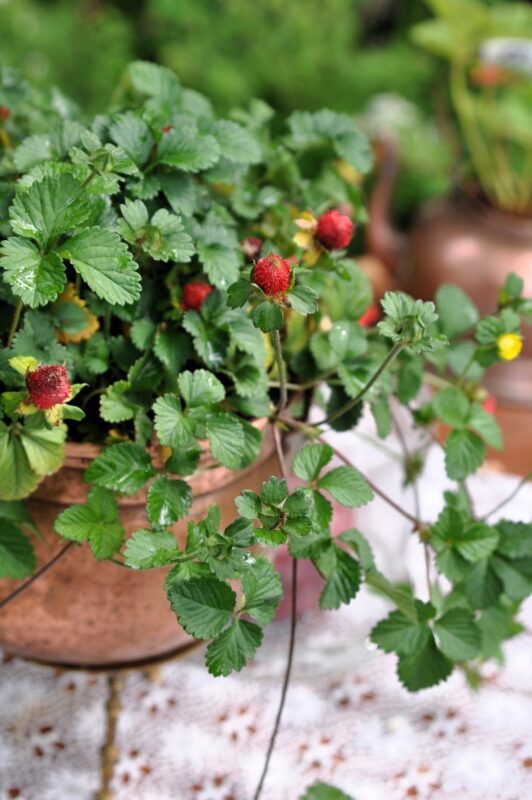 50 Edible Red MOCK STRAWBERRY Potentilla Indica Duchesnea Fruit Berry Seeds Comb S/H - Image 7