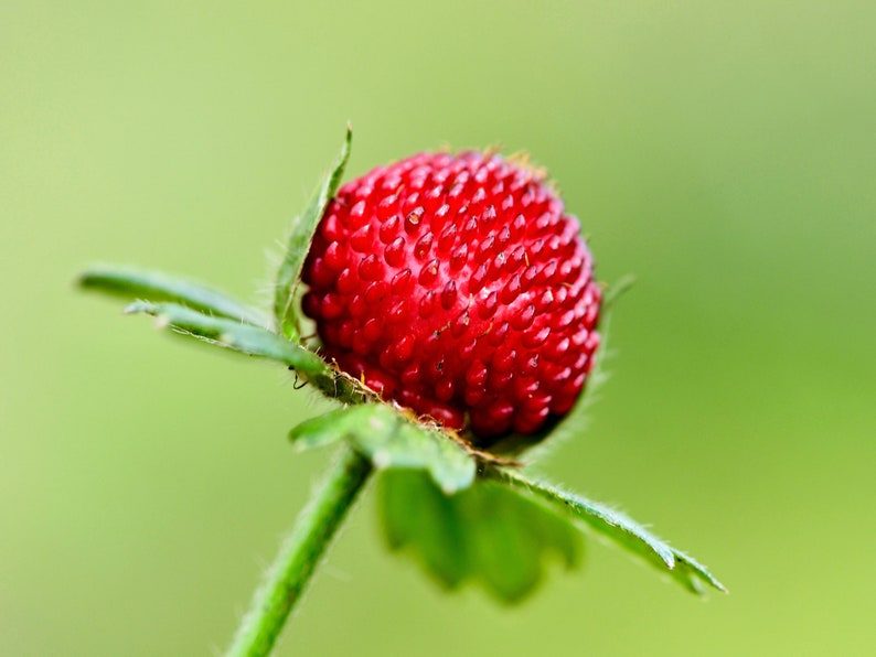 50 Edible Red MOCK STRAWBERRY Potentilla Indica Duchesnea Fruit Berry Seeds Comb S/H - Image 8