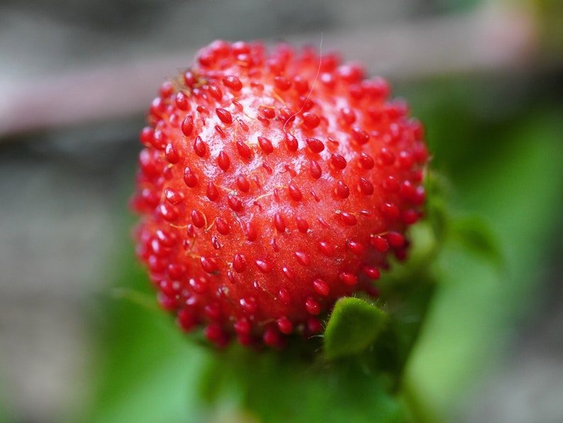 50 Edible Red MOCK STRAWBERRY Potentilla Indica Duchesnea Fruit Berry Seeds Comb S/H - Image 9