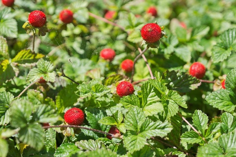 50 Edible Red MOCK STRAWBERRY Potentilla Indica Duchesnea Fruit Berry Seeds Comb S/H - Image 3