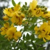 10 Cassia Tree Seeds - Tropical Senna - Fast-Growing, Pale Yellow Flowers