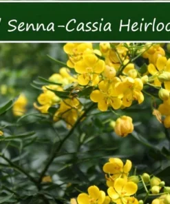 10 Cassia Tree Seeds - Tropical Senna - Fast-Growing, Pale Yellow Flowers