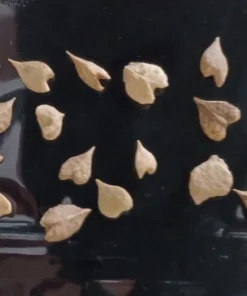 10 Heirloom Frankincense Seeds - Boswellia Serrata - Indian Frankincense - Unique & Limited Supply