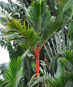 10 Heirloom Red Sealing Wax Palm Seeds - Cyrtostachys renda - Lipstick Palm