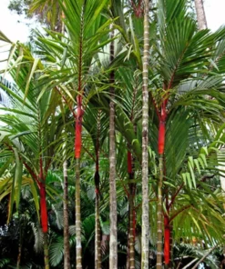 10 Heirloom Red Sealing Wax Palm Seeds - Cyrtostachys renda - Lipstick Palm