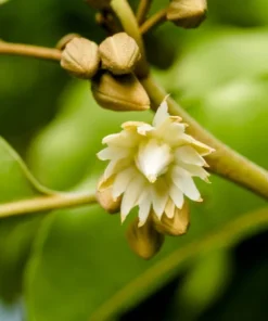 10 Heirloom Tropical Seeds - Ceylon Iron Tree - Manilkara Hexandra - Ornamental Plant