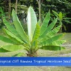 10 Heirloom Tropical Seeds - Cliff Banana - Ensete superbum - Unique Ornamental Plant
