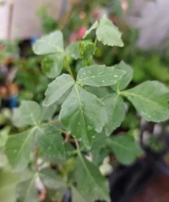 10 Heirloom Tropical Seeds - Commiphora berryi - Rare Balm of Gilead - Non-GMO