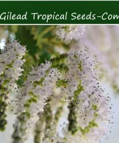 10 Heirloom Tropical Seeds - Commiphora berryi - Rare Balm of Gilead - Non-GMO