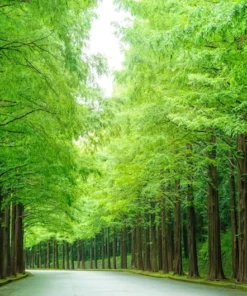 10 Seeds California Redwood - Sequoia sempervirens - Coastal Tree Variety