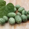 10 Seeds Melothria scabra Mexican Sour Gherkin - Unique Fruit - Heirloom Seeds