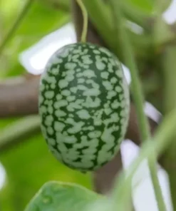 10 Seeds Melothria scabra Mexican Sour Gherkin - Unique Fruit - Heirloom Seeds