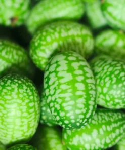 10 Seeds Melothria scabra Mexican Sour Gherkin - Unique Fruit - Heirloom Seeds