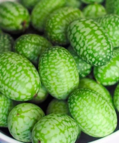 10 Seeds Melothria scabra Mexican Sour Gherkin - Unique Fruit - Heirloom Seeds