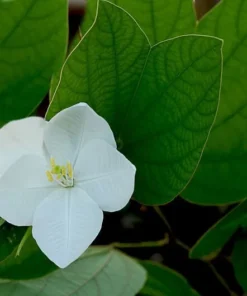 10 Tropical Seeds Dwarf White Orchid Tree 10 Seeds Ornamental White Flowers