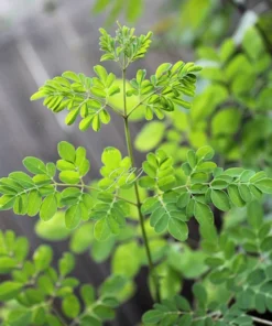 10 Tropical Seeds - Moringa concanensis - Showy White Flowers - Heirloom Variety